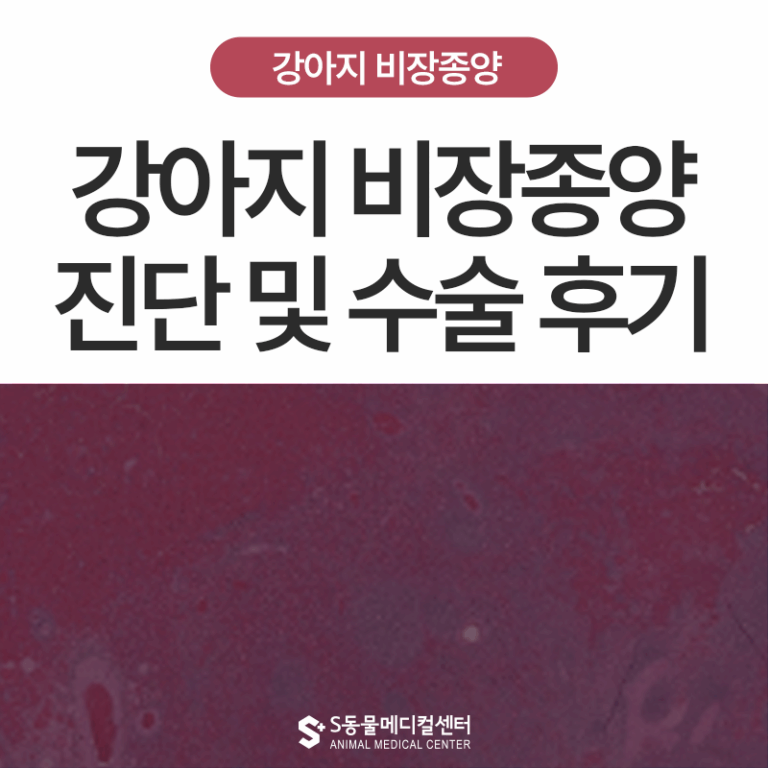 [종양 S.O.S] 강아지 비장종양, 보호자가 알면 도움이 되는 진단, 수술, 치료 후기 – 울산 에스동물병원