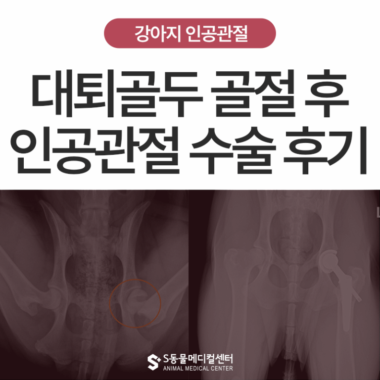 수원에서 온 리트리버, 대퇴골두 골절 진단 후 강아지 THR 수술 이야기 – 울산 대형견 인공관절 전문 병원