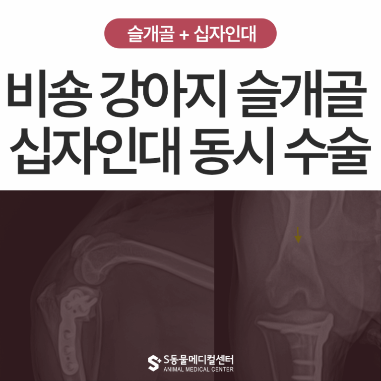비숑 강아지 MPLR & TPLO 동시 수술 일지, 슬개골 탈구도 있는데 십자인대가 끊어졌어요 – 부산·양산 수술 전문 동물병원