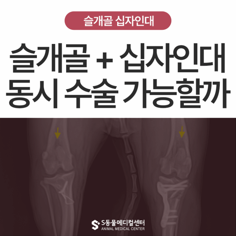 강아지 슬개골탈구 십자인대 파열 수술 동시에 가능할까요? 슬개골 탈구 및 십자인대 파열 동시 수술 치료 후기 – 양산 에스동물병원