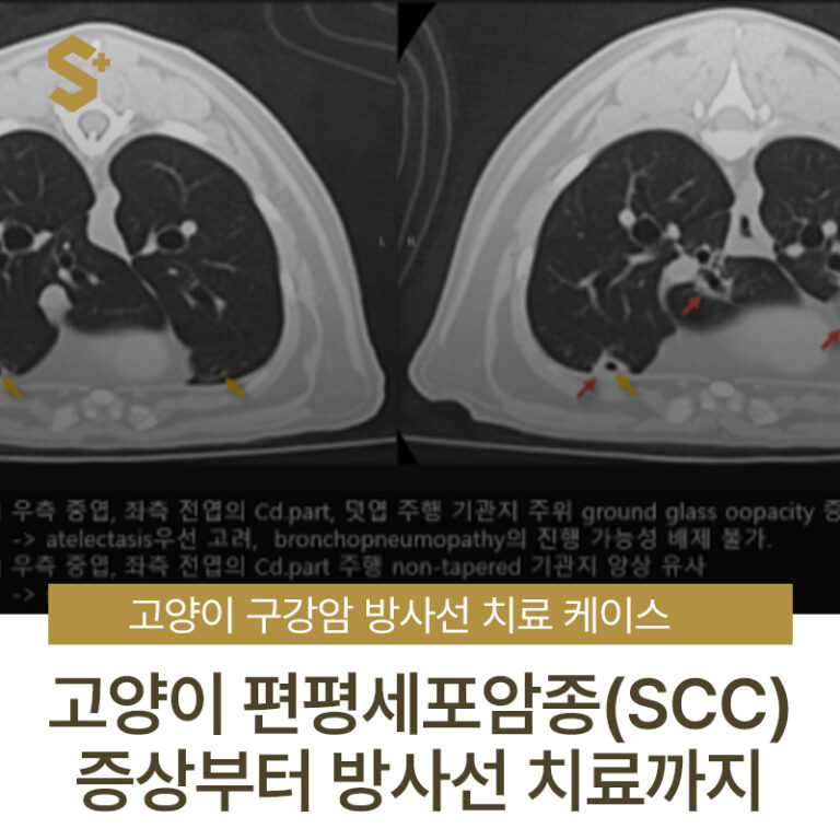 터키쉬앙고라 고양이 구강암, 편평세포암종(SCC) 증상부터 방사선 치료 케이스 – 울산 부산 경상도 종양 전문 에스동물암센터