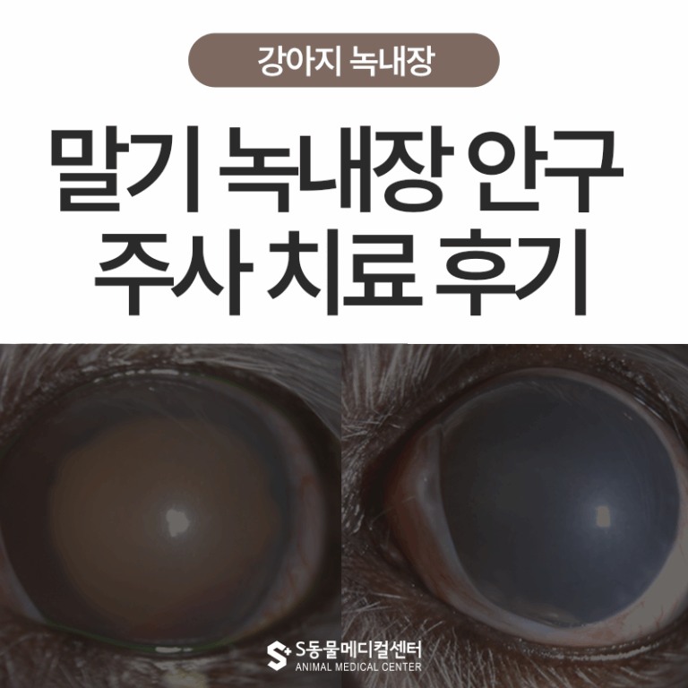강아지 말기 녹내장, 주사 치료법과 치료 후기 – 겐타마이신 vs 시도포비어 비교 – 울산·포항·경주 안과 전문 동물병원