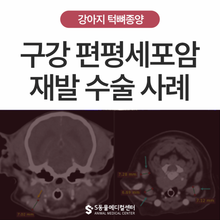 [종양 S.O.S] 강아지 턱뼈종양 편평세포암(SCC) 재발 수술 사례, 첫 수술이 중요한 이유 – 울산 암 전문 에스동물병원
