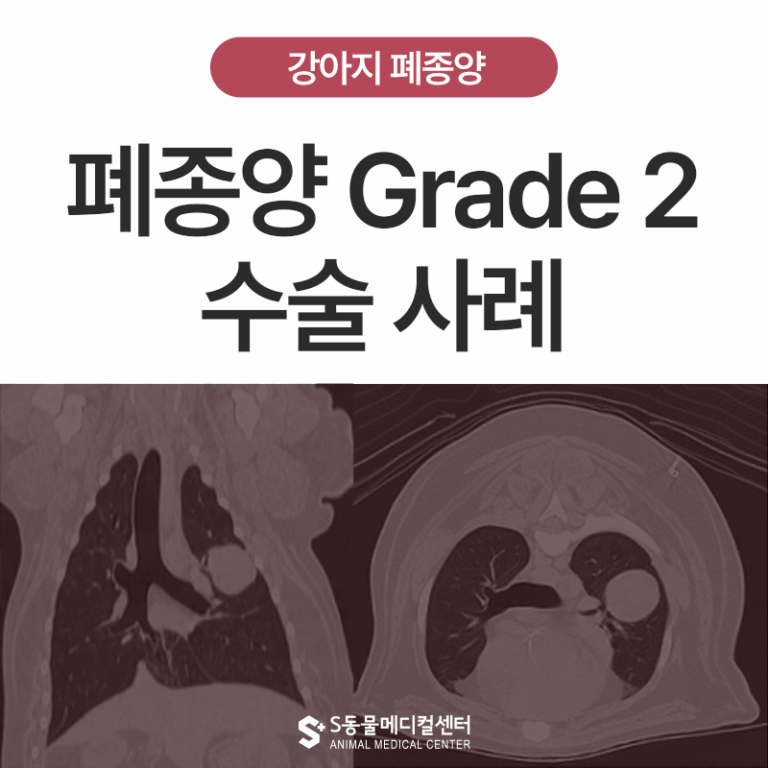 [종양 S.O.S] 시츄 강아지 폐종양 Grade2 수술 사례 – 울산 암 전문 에스 동물병원