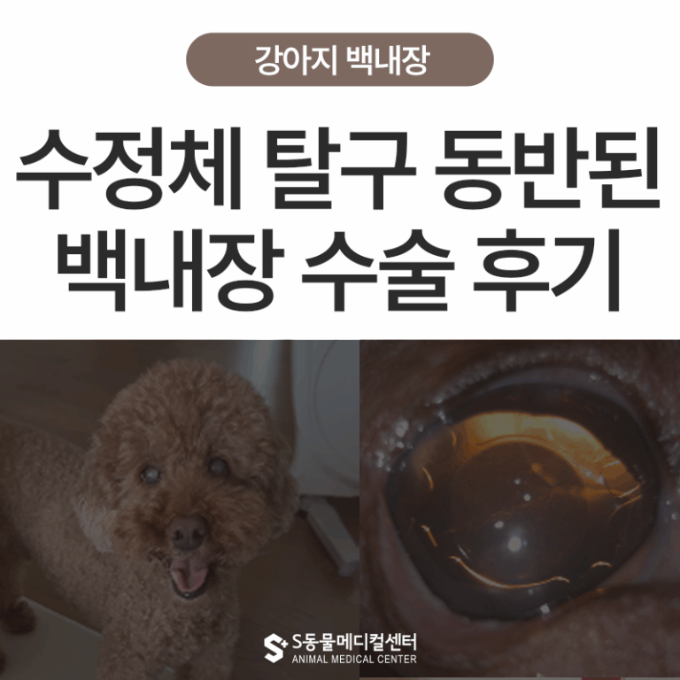 수정체 탈구 동반된 강아지, 성숙 백내장 극복 후기 – 울산 안과 동물병원 에스동물메디컬센터