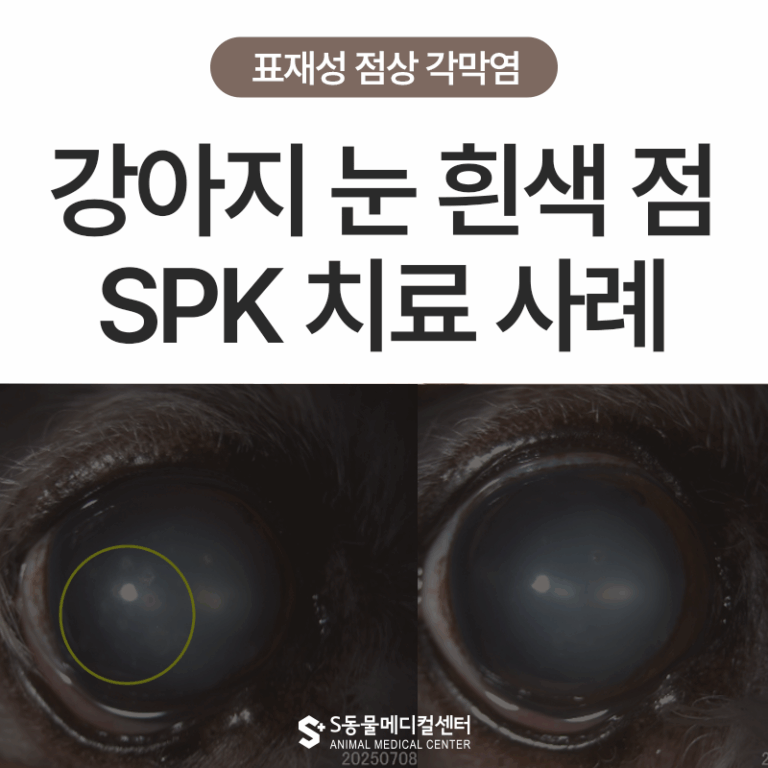 강아지 눈 하얀 점, 표재성 점상 각막염(SPK) | 노령견에게 흔한 ‘숨은 안과 질환’ – 울산 동물병원 에스동물메디컬센터 안과