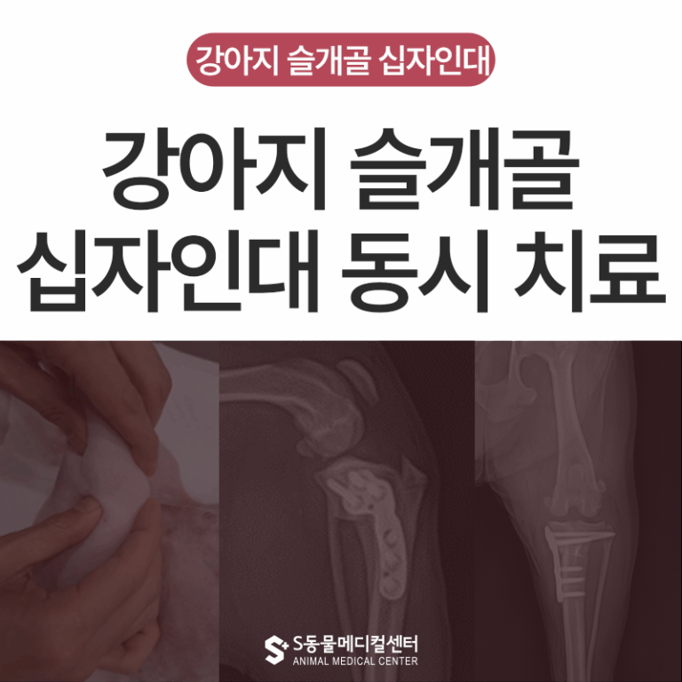 양산·부산 외과 전공 수의사의 강아지 십자인대 슬개골 수술 과정과 후기 – 강아지가 다리를 절어요