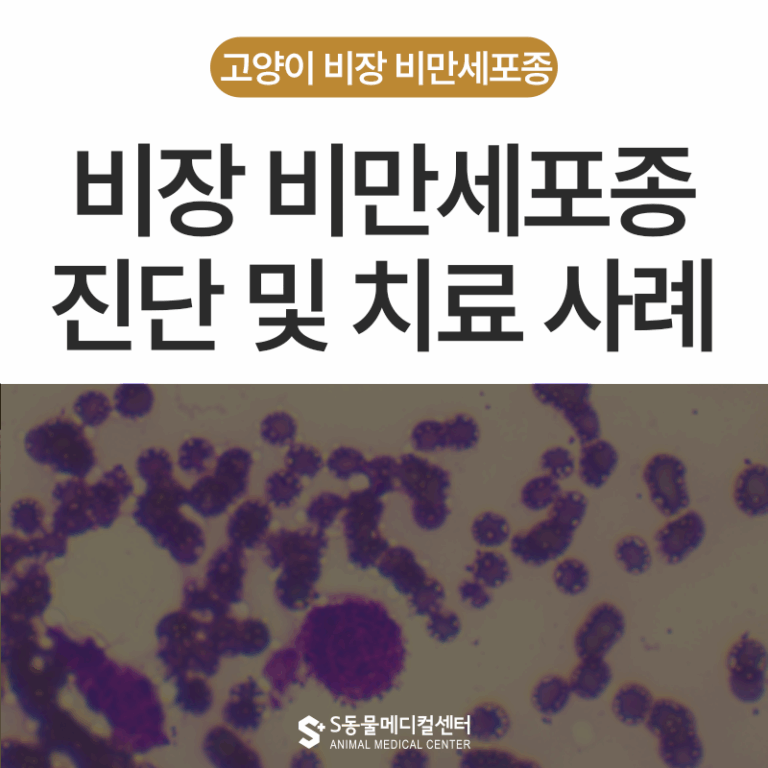 9살 고양이 종양으로 인한 흉수와 호흡곤란, 고양이 비만세포종양 진단과 치료 사례 – 에스동물메디컬센터 양산점