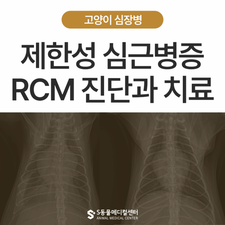고양이 심장병 RCM(제한성 심근병증) 진단과 치료 사례 – 부산·양산 고양이 동물병원 에스동물메디컬센터