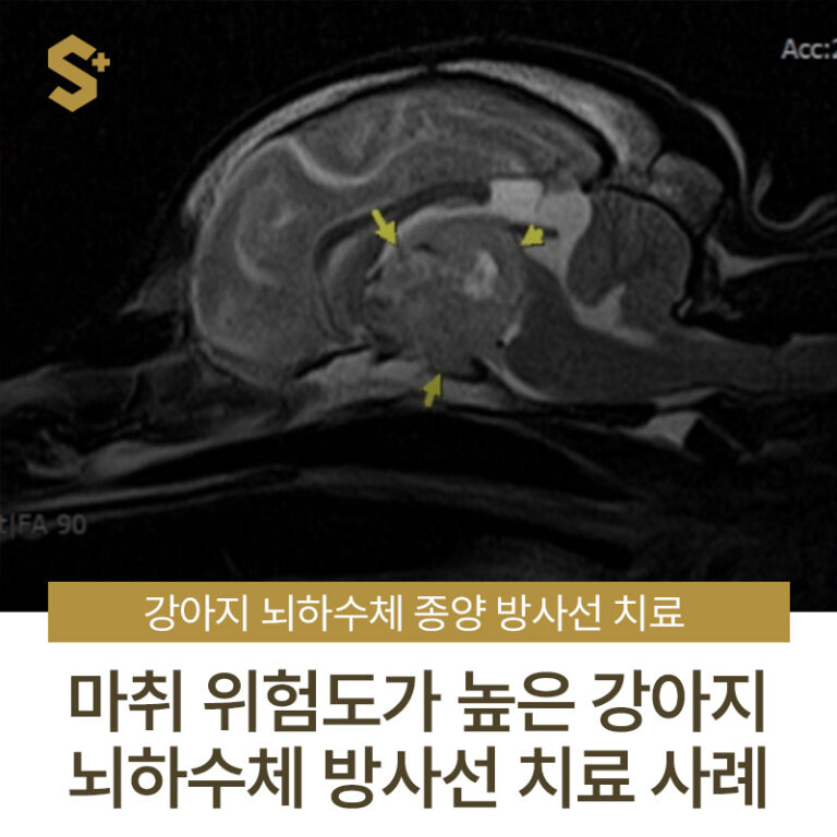 마취 위험도가 높은 강아지의 뇌하수체 종양 방사선 치료 사례 – 부산·양산 경상도 종양 전문 에스동물암센터
