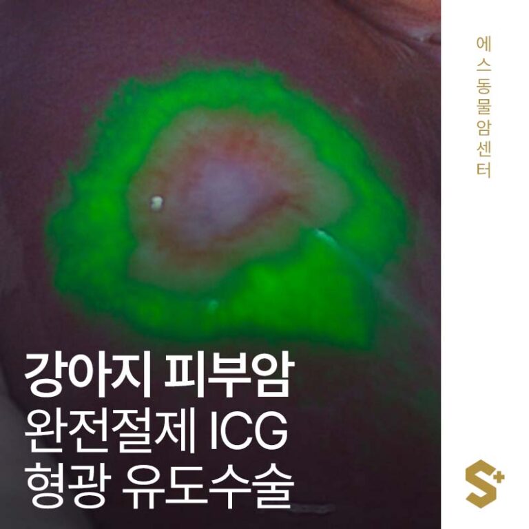 강아지 피부암! 완전절제가 가능할까? 완전 절제를 위한 ICG를 이용한 형광 유도 수술 – 에스동물암센터