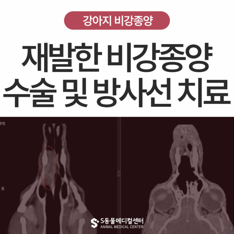 [종양 S.O.S] 재발한 강아지 비강종양, 수술 및 방사선치료 사례