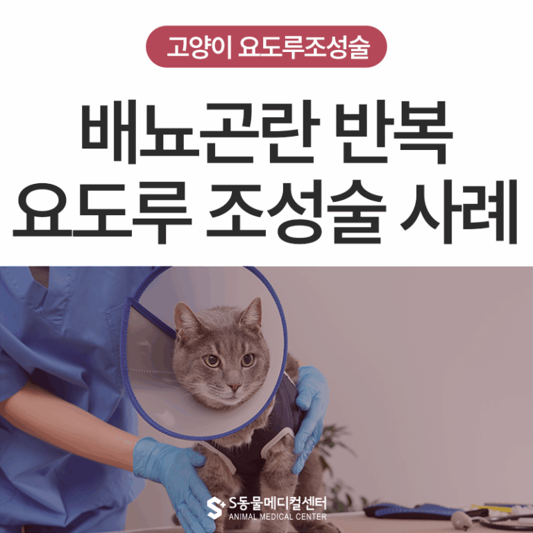 고양이 요도루 조성술 언제 필요한가요? 반복되는 방광염, 배뇨 장애, 요도루 조성술로 회복 사례