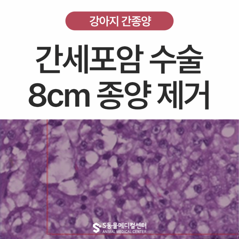 [종양 S.O.S] 강아지 간암은 왜 늦게 발견될까요? 중·노령견 8cm 간종양 수술 사례