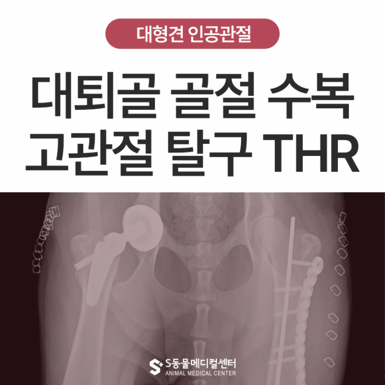 양산에서 온 진돗개, 교통사고 후 대퇴골 골절·고관절 탈구 고난도 수술 사례 | 국내 최초 Blue SAO THR Case