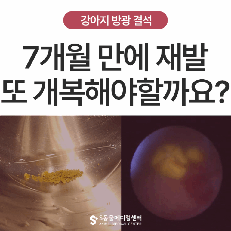 양산 부산 강아지 방광결석, 지속되는 개복 수술 부작용을 피하기 위한 방광 내시경 사례