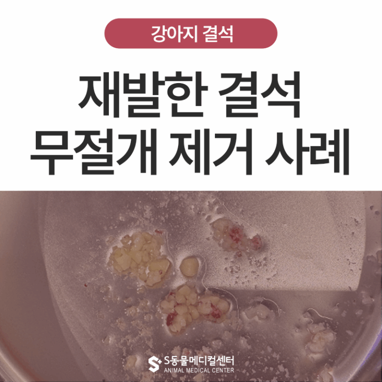 6개월 전 수술한 강아지 또 결석이? 무절개 방광경 수술 사례 | 양산·부산 경상권 유일 방광 내시경·홀뮴레이저