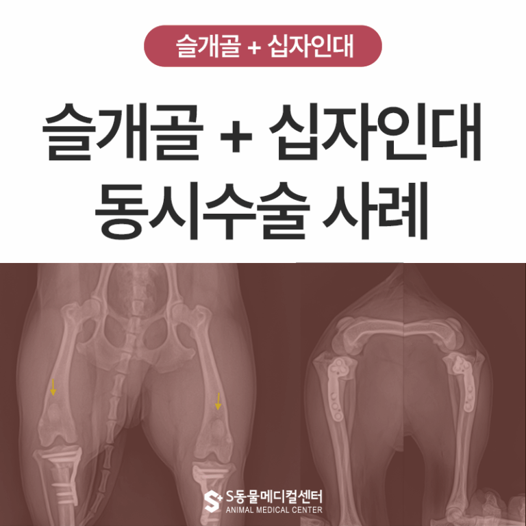 강아지가 다리를 들고 걷는다면? 비숑 십자인대 파열 + 슬개골탈구 동시 수술 사례