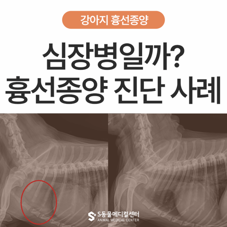 강아지 심장병 관리 중 나타난 호흡 변화, 흉선 종양 진단 사례