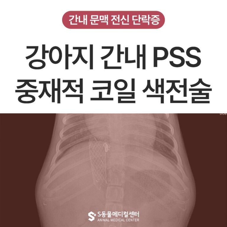 수술이 어려운 강아지 간내 문맥 전신 단락증(PSS), 코일 색전술 중재적 시술 사례