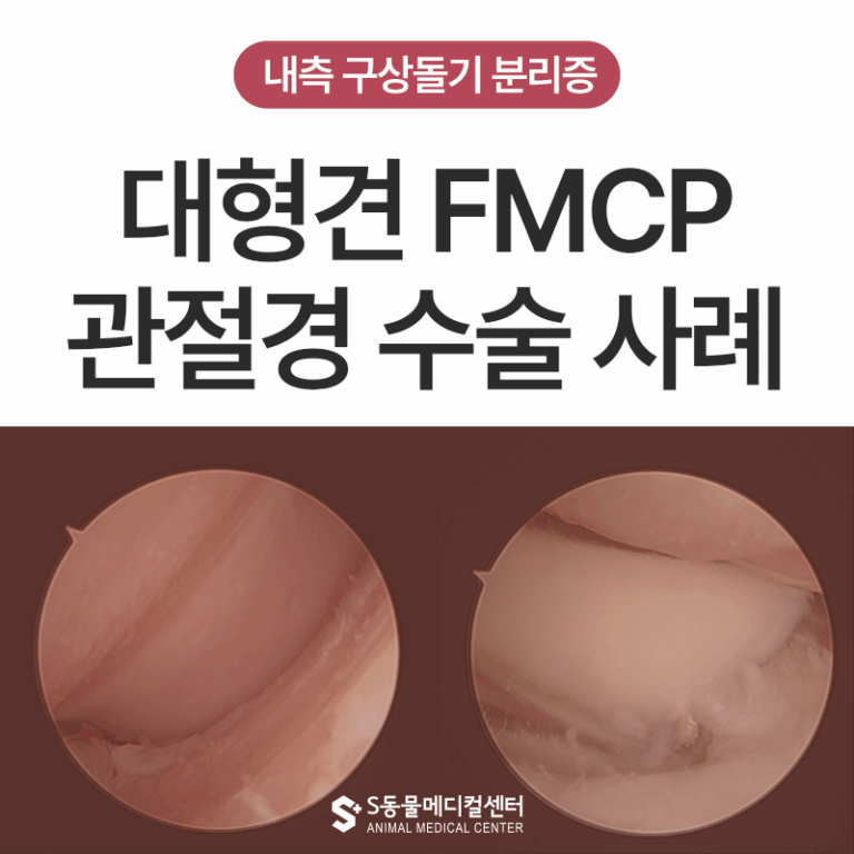 [울산 에스 관절경 리포트] 강아지 팔꿈치 절뚝거림, FMCP(내측 구상돌기 분리증) 관절경 치료 사례