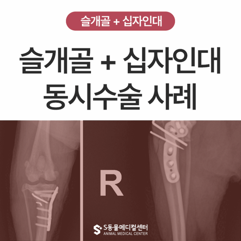 울산 강아지 십자인대 파열·슬개골 탈구 3기 동시 수술 케이스 | 무릎 관절 복합질환