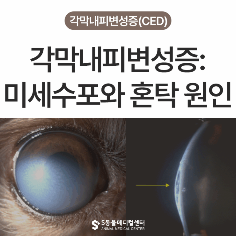 강아지 각막내피변성증(CED) | 백내장과 헷갈리기 쉬운 눈 혼탁 질환