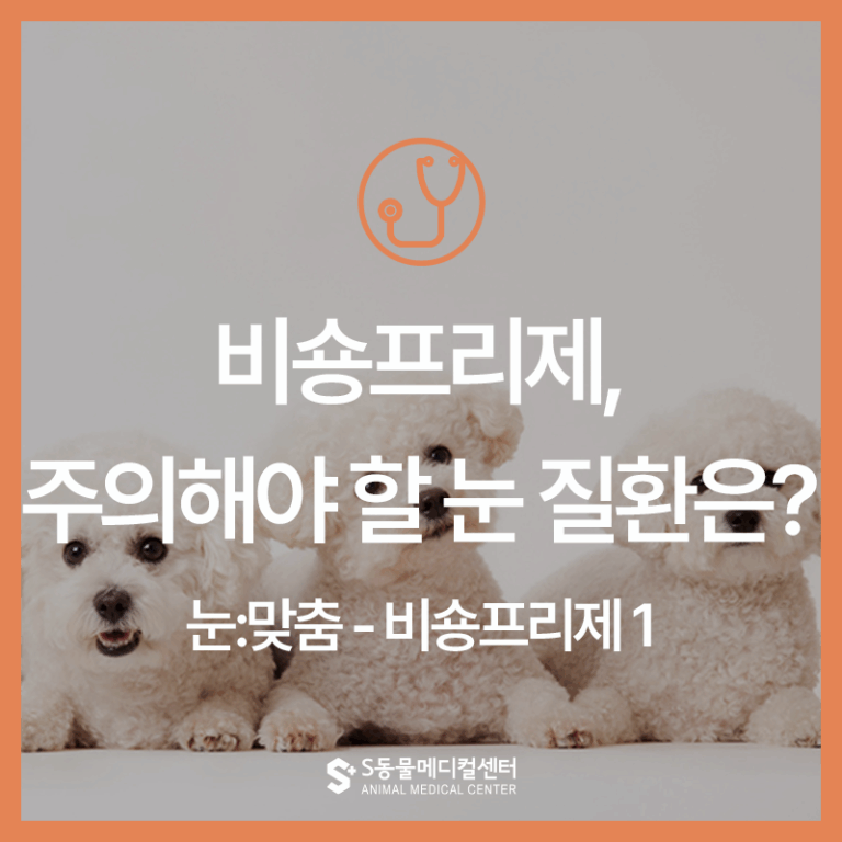 [눈:맞춤 – 비숑프리제 1] 비숑프리제 주의해야 할 눈 질환은?