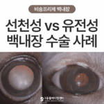 [눈:맞춤 – 비숑프리제 2] 강아지 선천·유전성 백내장 차이점과 주의 사항, 비숑프리제 백내장 수술 사례