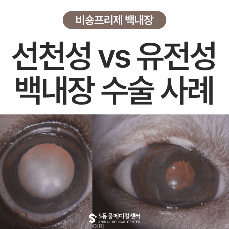[눈:맞춤 – 비숑프리제 2] 강아지 선천·유전성 백내장 차이점과 주의 사항, 비숑프리제 백내장 수술 사례
