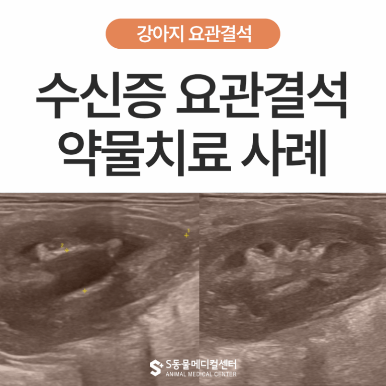 강아지 수신증 요관결석, 조기 발견과 약물치료 사례