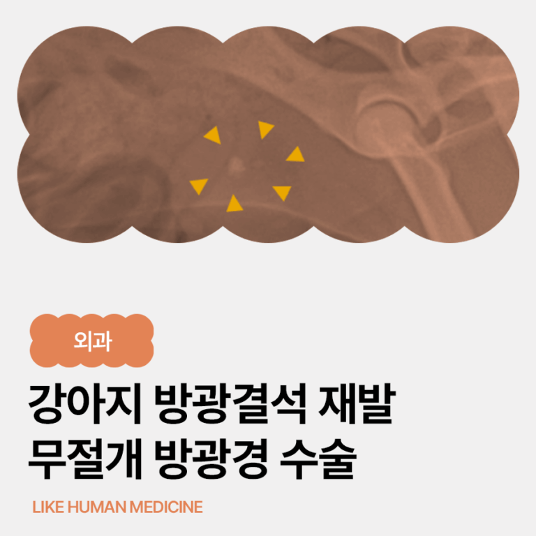 강아지 방광결석 재발, 무절개 방광경 수술로 제거한 사례