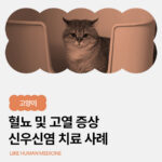 고양이 혈뇨 및 고열, 신우신염 치료 사례