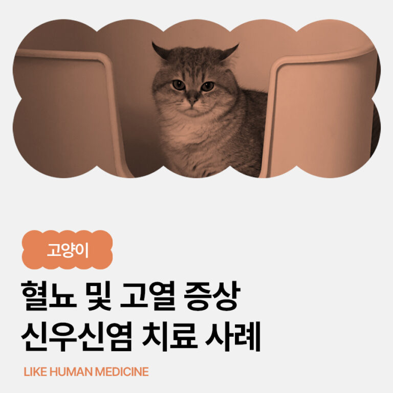 고양이 혈뇨 및 고열, 신우신염 치료 사례