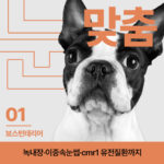 [눈:맞춤 – 보스턴 테리어] 보스턴테리어 안과질환, 녹내장·이중속눈썹·cmr1 유전질환까지