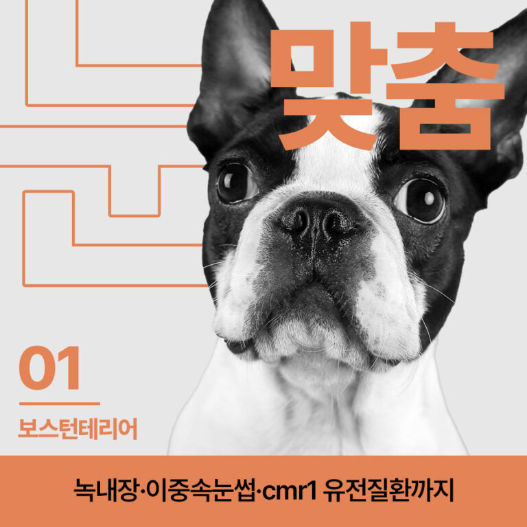 [눈:맞춤 – 보스턴 테리어] 보스턴테리어 안과질환, 녹내장·이중속눈썹·cmr1 유전질환까지