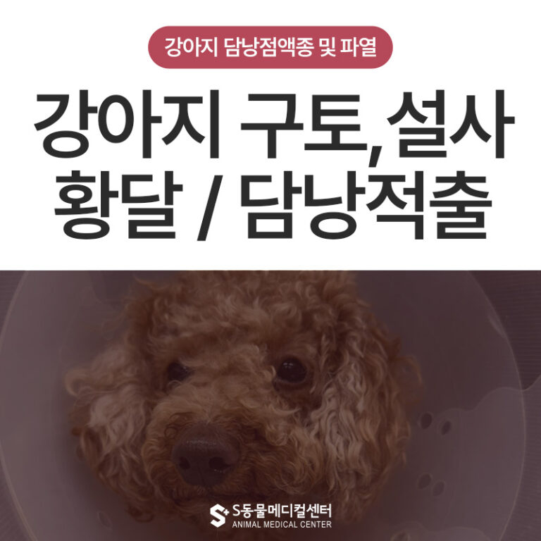 강아지 구토,설사 증상과 눈이 노랗게 보여요 담낭(쓸개)점액종 및 파열 /울산 담낭적출 전문 동물병원