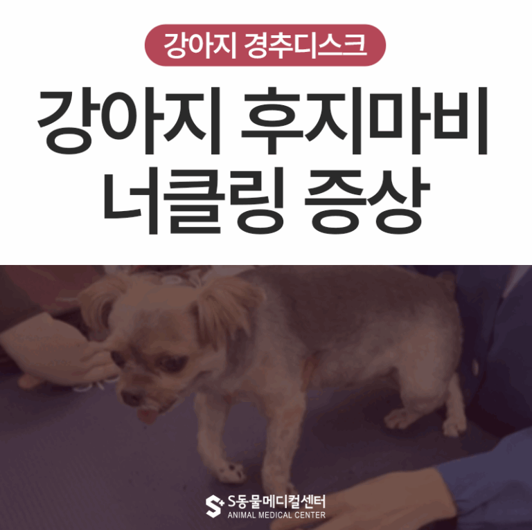 강아지 사지마비 경추디스크 수술 재활치료 수술 후 보행영상