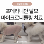 털이 다시 자라지 않던 포메라니안, 알로페시아 X MTS 치료 사례