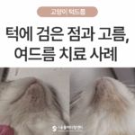 고양이 턱에 검은 점과 고름이 보인다면? 고양이 턱드름 진단과 치료 사례