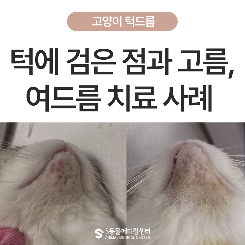고양이 턱에 검은 점과 고름이 보인다면? 고양이 턱드름 진단과 치료 사례