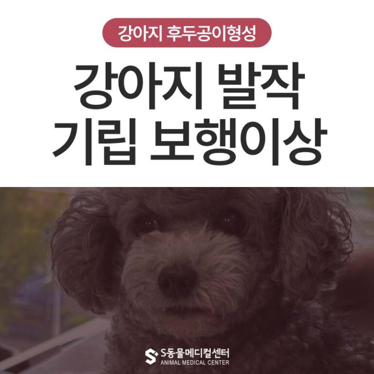 강아지 발작 및 보행 이상, 강아지 후두공이형성(COMS) 교정 울산 동물병원