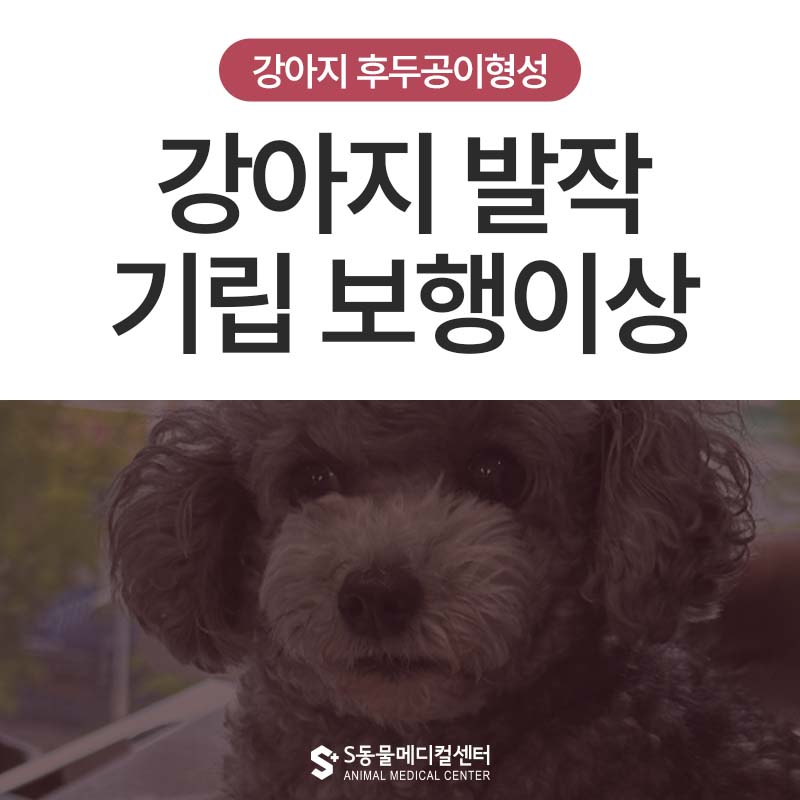 강아지 발작 및 보행 이상, 강아지 후두공이형성(COMS) 교정 울산 동물병원