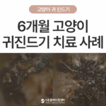 6개월 고양이 귀진드기, 검은 귀지의 원인과 치료 사례