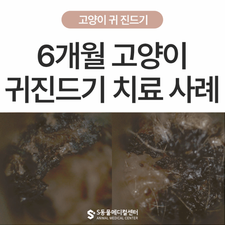 6개월 고양이 귀진드기, 검은 귀지의 원인과 치료 사례