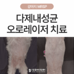 오로레이저를 이용한 MRSP 감염 치료케이스