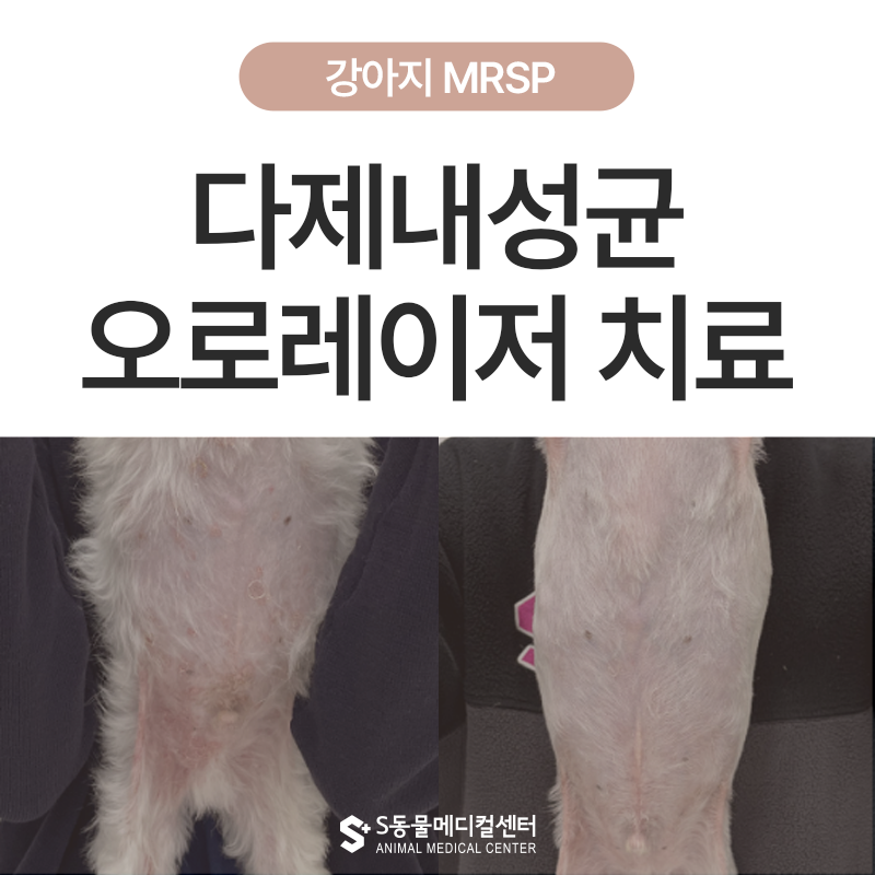 오로레이저를 이용한 MRSP 감염 치료케이스