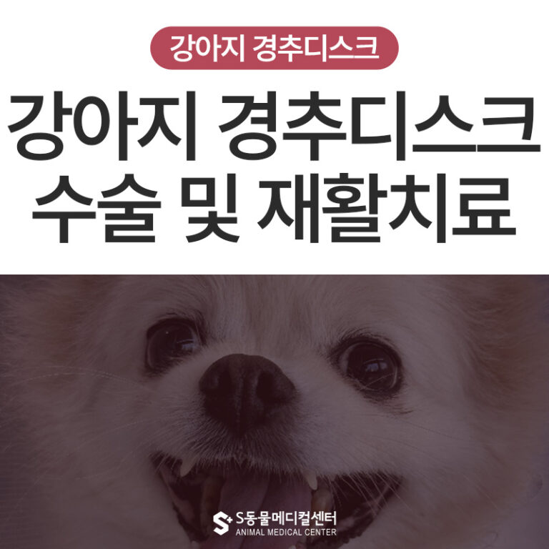 강아지가 걸을 때 앞다리가  뒤집어져요 경추디스크 수술 및 재활치료