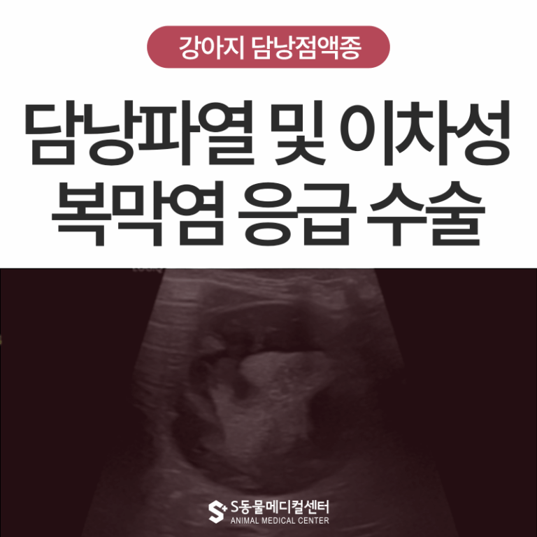 강아지 담낭점액종, 담낭 파열과 복막염으로 이어진 말티푸의 응급 수술 후기 – 울산 동물병원 에스동물메디컬센터