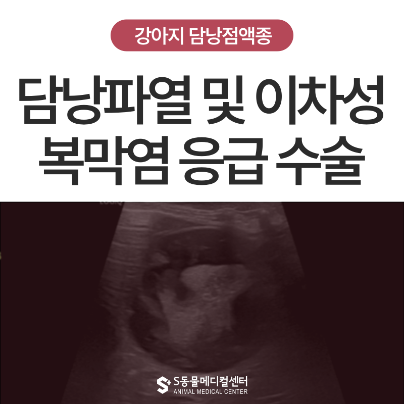 강아지 담낭점액종, 담낭 파열과 복막염으로 이어진 말티푸의 응급 수술 후기 – 울산 동물병원 에스동물메디컬센터